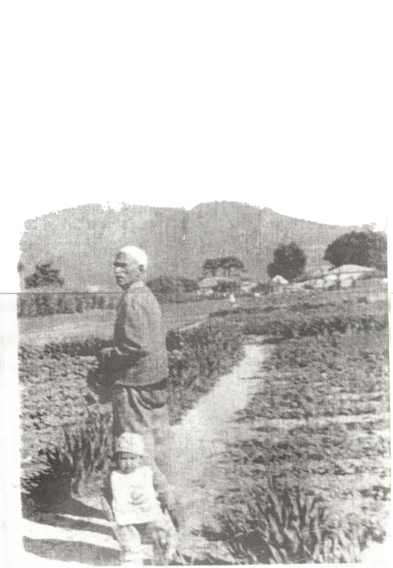 The Solomon farm at Sillery, Constantia